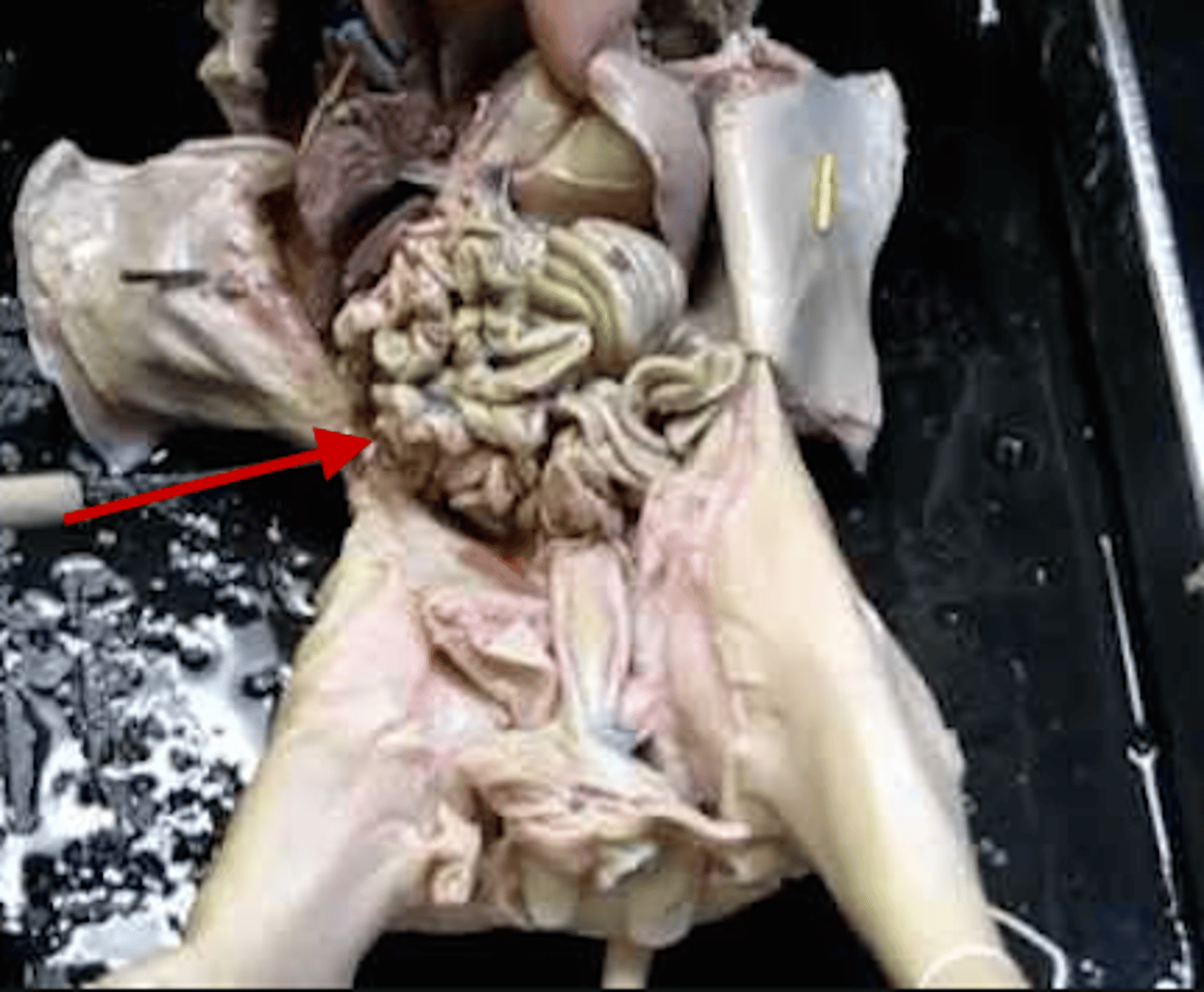 <p>It has three sections, in descending order: the duodenum, the jejunum, and the ileum. The duodenum is the only section that is not attached to the abdominal wall via mesenteries. Surface area for absorbing nutrients is increased by organ's length, circular folds, villi, &amp; microvilli.</p>