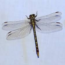 <p>Dragonflies- Broader hindwing</p>