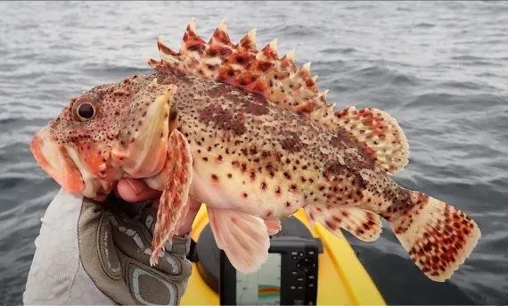 <p>California Scorpion Fish</p>