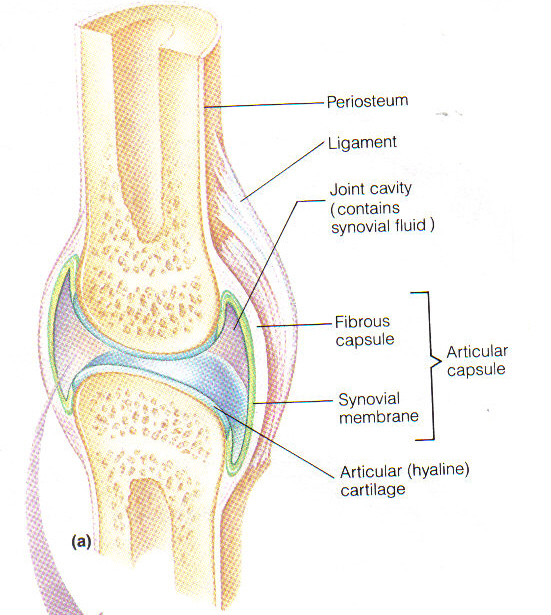 <p>Structures of a Diarthrotic Joint</p>