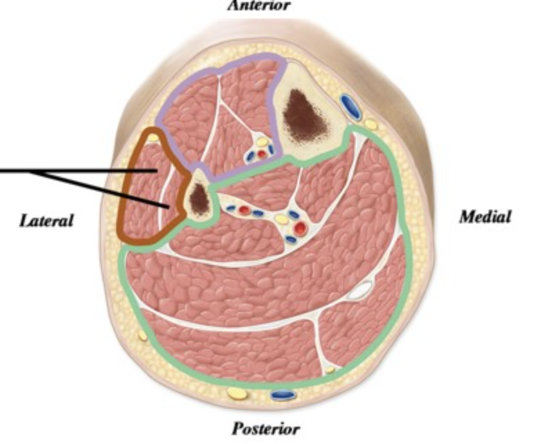 <p>A section through the leg shows the muscle compartments. Regarding the muscles indicated by the number 1, what action do they have on the ankle/foot?</p>