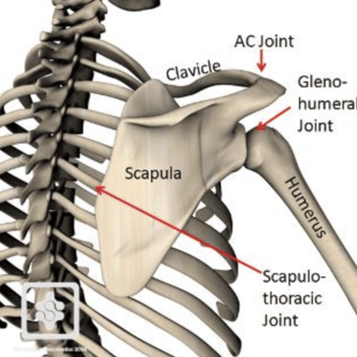 <p>The scapula is a flat, roughly triangular bone located on the posterolateral aspect of the thoracic cage (behind, next to thoracic cage), forming the posterior limit of the shoulder girdle.</p><p>* sub scapular fossa faces thoracic cage</p>