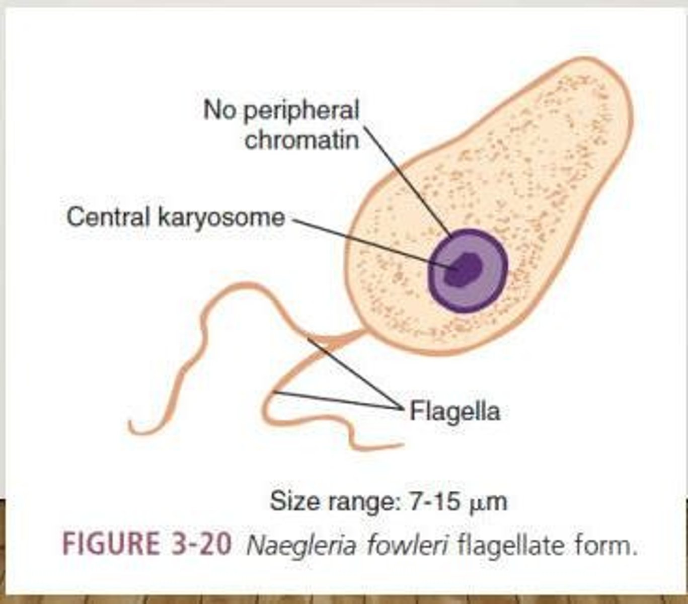 <p>A free-living amoeba that causes Primary Amoebic Meningoencephalitis (PAM).</p>
