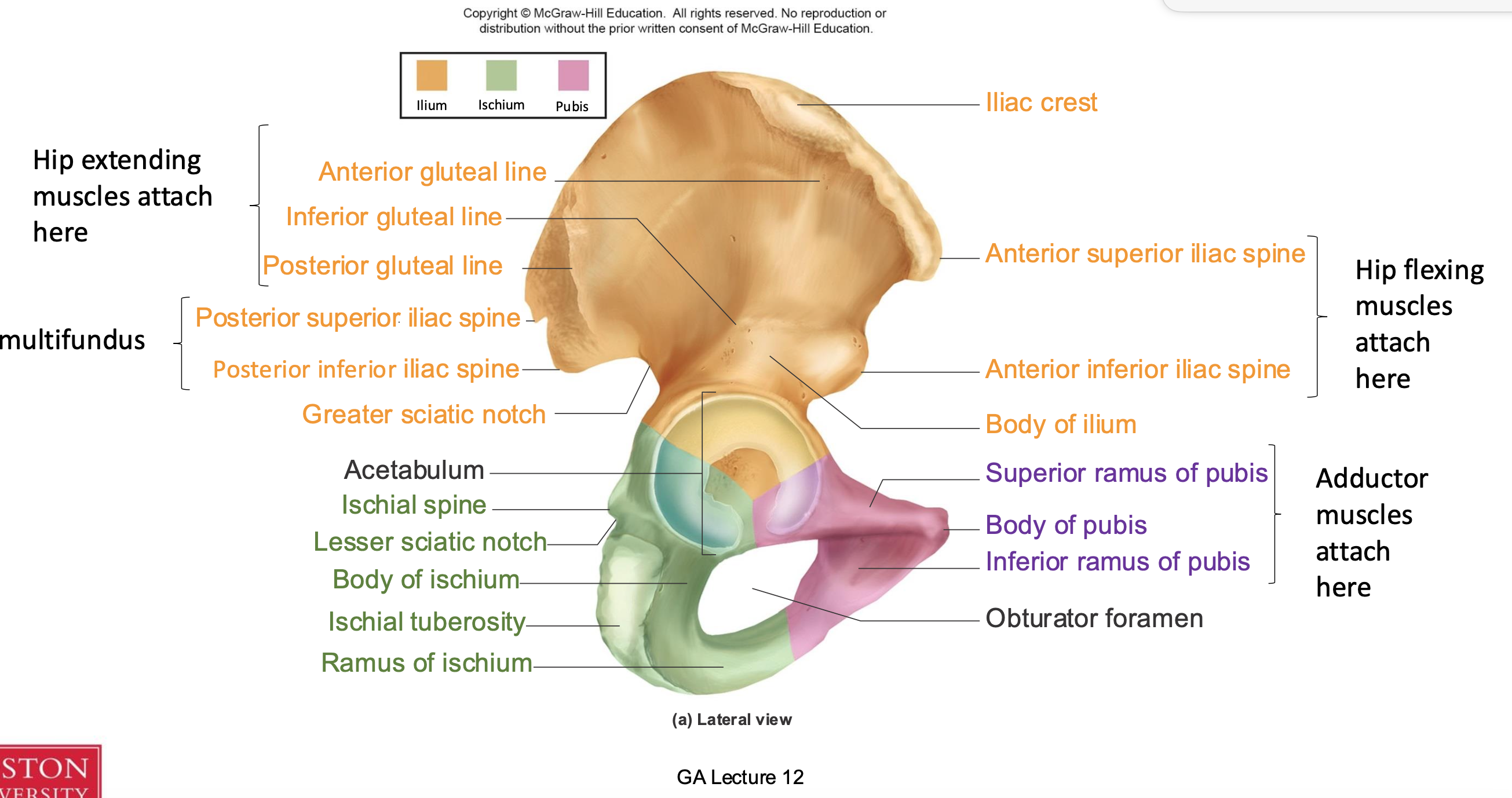 <ol><li><p><span style="background-color: transparent;"><span>Ilium </span></span></p><ol><li><p><span style="background-color: transparent;"><span>Hip extending muscle attachments of the ilium </span></span></p><ol><li><p><span style="background-color: transparent;"><span>Anteiror gluteal line</span></span></p></li><li><p><span style="background-color: transparent;"><span>Inferior gluteal line</span></span></p></li><li><p><span style="background-color: transparent;"><span>Posterior gluteal line</span></span></p></li></ol></li><li><p><span style="background-color: transparent;"><span>Minifundus</span></span></p><ol><li><p><span style="background-color: transparent;"><span>Posterior superior iliac spine</span></span></p></li><li><p><span style="background-color: transparent;"><span>Posterior inferior iliac spine</span></span></p></li><li><p><span style="background-color: transparent;"><span>Greater sciatic notch </span></span></p></li></ol></li><li><p><span style="background-color: transparent;"><span>Hip flexor muscle attachments </span></span></p><ol><li><p><span style="background-color: transparent;"><span>Anteiror superior iliac spine</span></span></p></li><li><p><span style="background-color: transparent;"><span>Anterriror inferior iliac spine</span></span></p></li></ol></li><li><p><span style="background-color: transparent;"><span>Body of ilium </span></span></p></li><li><p><span style="background-color: transparent;"><span>Iliac crest</span></span></p></li></ol></li><li><p><span style="background-color: transparent;"><span>Ishium</span></span></p><ol><li><p><span style="background-color: transparent;"><span>Ishial spine</span></span></p></li><li><p><span style="background-color: transparent;"><span>Lesser sciatic notch</span></span></p></li><li><p><span style="background-color: transparent;"><span>Body of ishium</span></span></p></li><li><p><span style="background-color: transparent;"><span>Ishial tuberosity</span></span></p></li><li><p><span style="background-color: transparent;"><span>Ramus of ishium </span></span></p></li></ol></li><li><p><span style="background-color: transparent;"><span>Pubis </span></span></p><ol><li><p><span style="background-color: transparent;"><span>Adductor muscles attach here </span></span></p><ol><li><p><span style="background-color: transparent;"><span>Superiror ramus of pubis</span></span></p></li><li><p><span style="background-color: transparent;"><span>Body of pubis</span></span></p></li><li><p><span style="background-color: transparent;"><span>Inferior ramus of pubis </span></span></p></li></ol></li></ol></li><li><p><span style="background-color: transparent;"><span>Obturator foramen </span></span></p></li></ol><p></p>