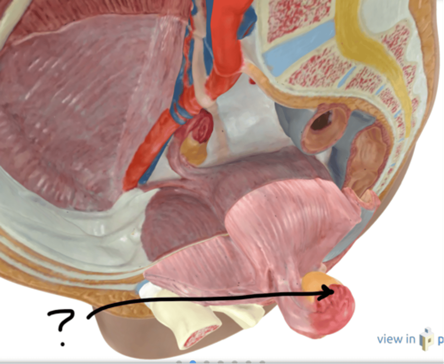 <p>name these finger-like projections</p>