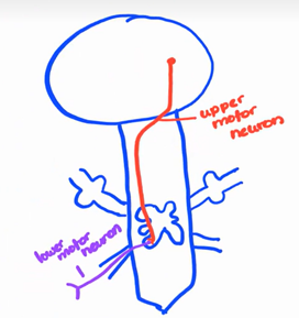 <p>axons travel out the anterior route and goes out to the effector</p>