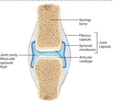synovial joints 