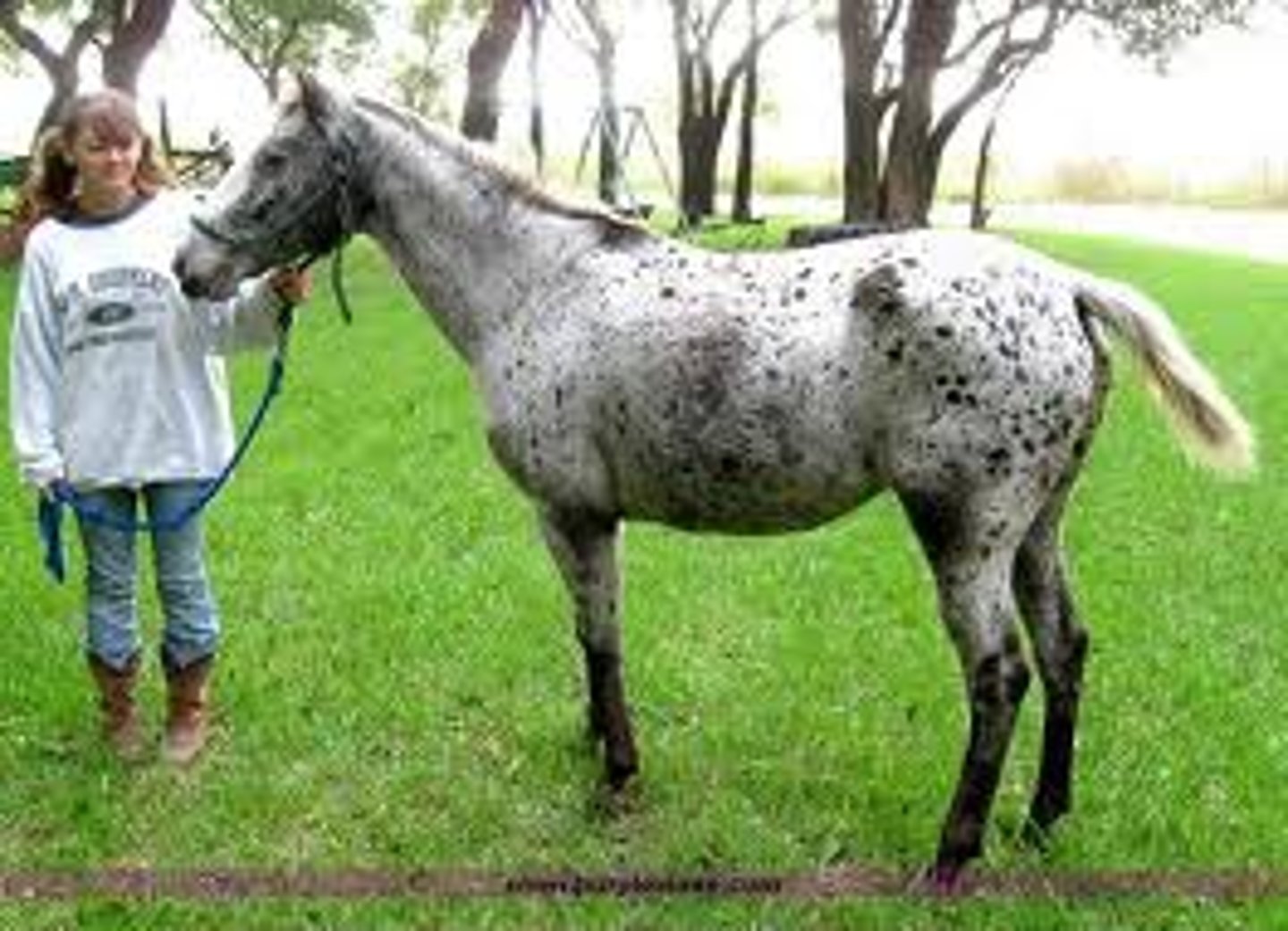 <p>Refined body, dished nose, full body and wide chest, smaller size than other horses, have spots, white iris, black vertical stripes on hooves, spotting on skin</p>