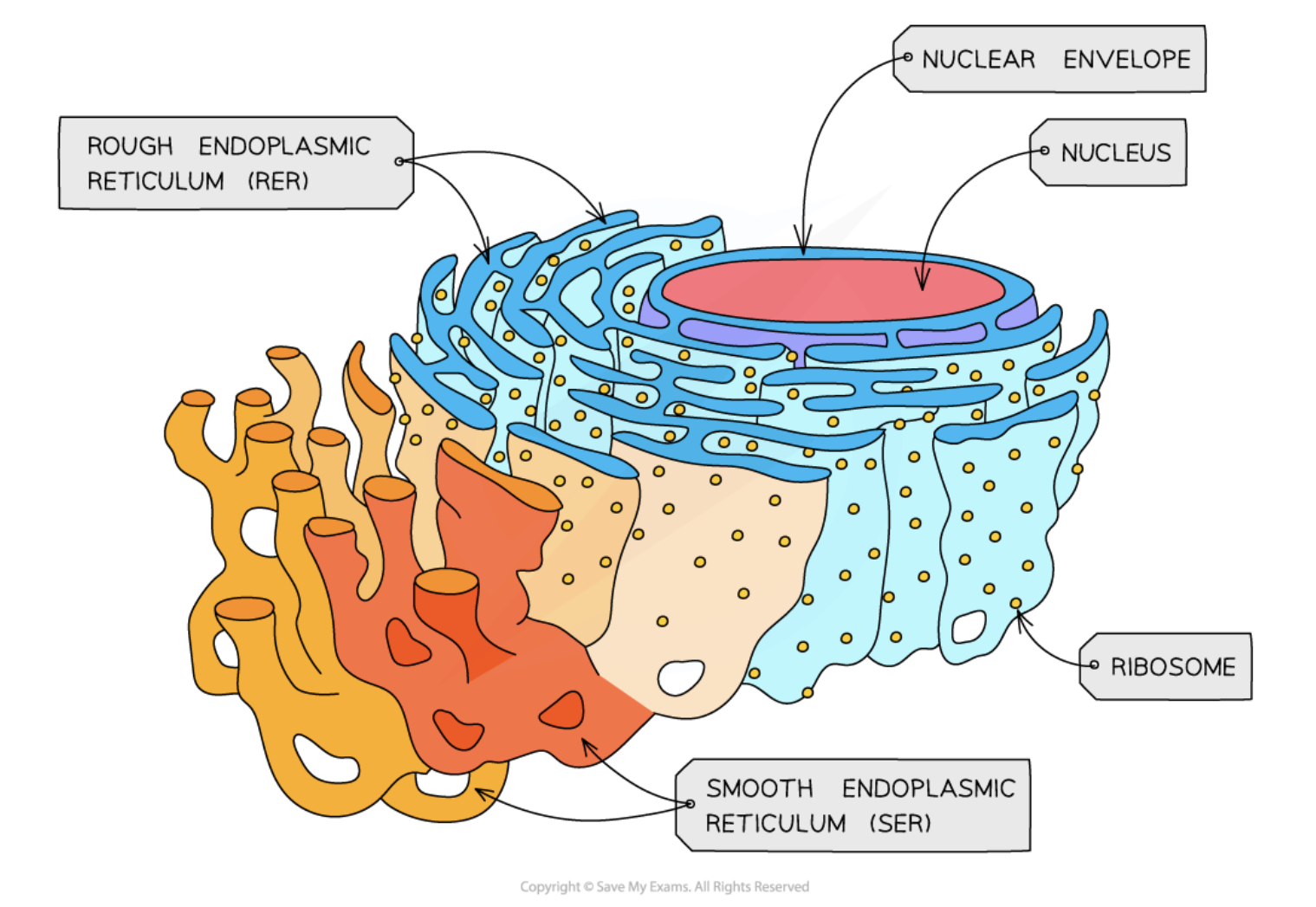 <ul><li><p>composed of membranes that form an extended system of fluid-filled sacs (cistern)</p></li><li><p>single membraned organelle</p></li><li><p>Attached ribosomes, therefore site of protein synthesis</p></li><li><p>proteins made by the ribosomes enter the sacs and are often modified as they go through them</p></li><li><p>(vesicles) break off from the ER and join to form the Golgi </p></li></ul><p></p>