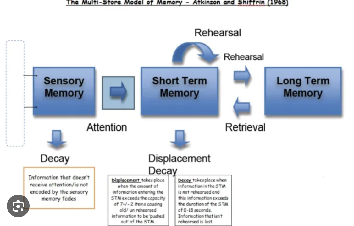 <p>a cognitive psychology theory suggesting memory has three distinct, sequential stores: the Sensory Register, Short-Term Memory (STM), and Long-Term Memory (LTM), with information flowing from senses through STM (requiring attention and rehearsal) into LTM for permanent storage, and back from LTM to STM for retrieval</p>