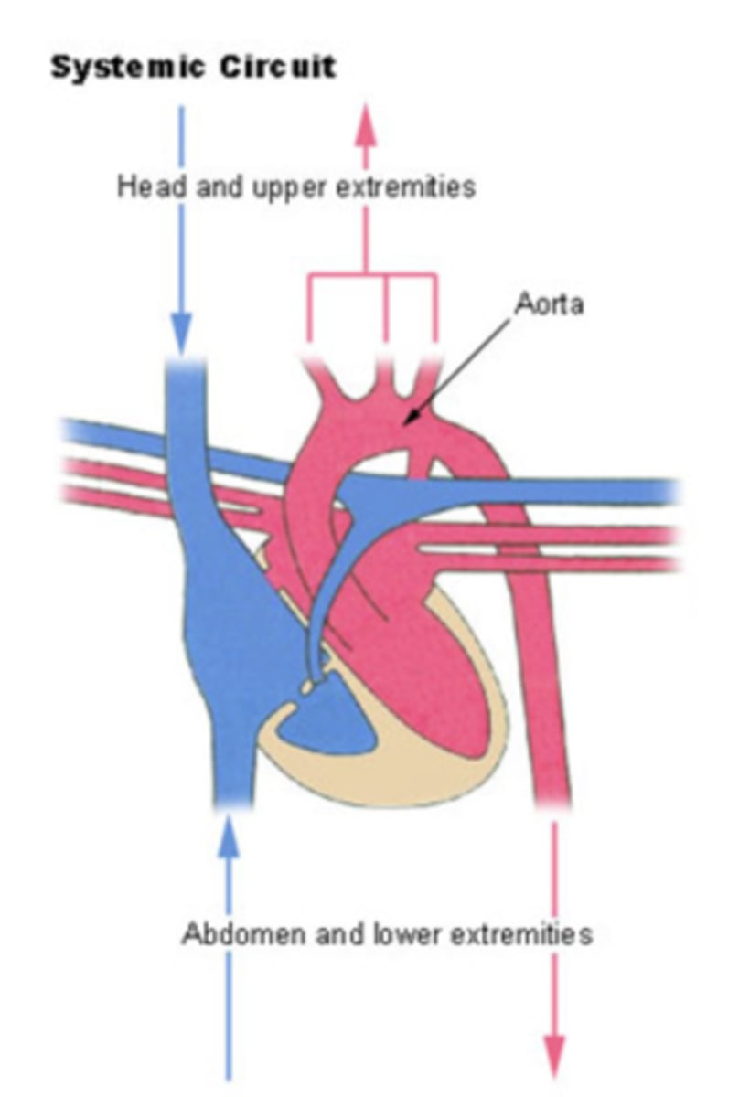 <p>From the left ventricle, oxygenated blood, </p><p>through the arteries, </p><p>to the capillaries in the tissues of the body. </p><p>From the tissue capillaries, the deoxygenated blood </p><p>returns through a system of veins to the right atrium of the heart. (superior and inferior cava veins)</p>