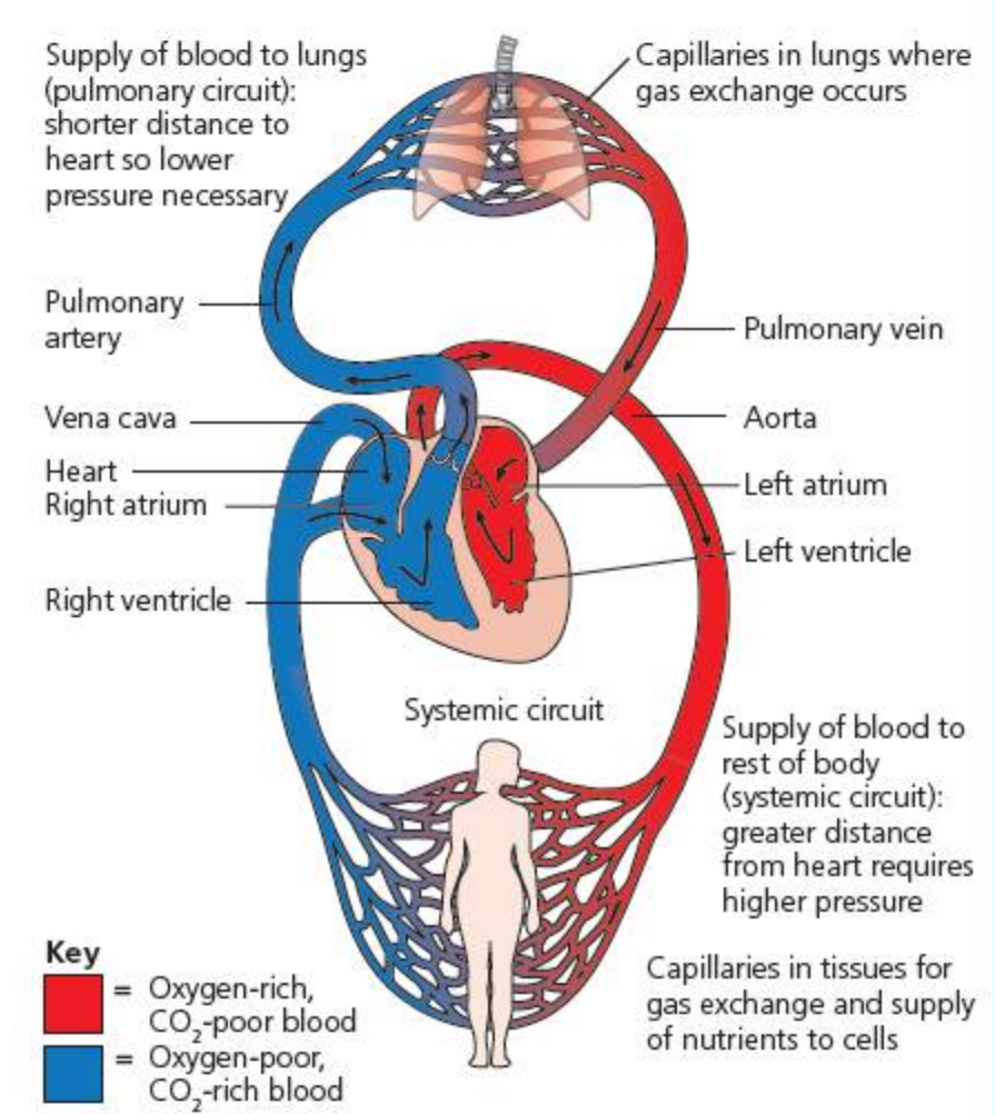 <ul><li><p>Oxygenated blood is pumped from the left ventricle through the aorta to the body tissues.</p></li><li><p>In the body tissues, gas exchange occurs: oxygen is delivered to the tissues, and carbon dioxide is absorbed.</p></li><li><p>Deoxygenated blood returns from the body tissues to the right atrium via the vena cava.</p></li><li><p>Pathway: Heart <span style="font-family: KaTeX_Main, "Times New Roman", serif; line-height: 1.2; font-size: 1.21em;">→→</span> Aorta <span style="font-family: KaTeX_Main, "Times New Roman", serif; line-height: 1.2; font-size: 1.21em;">→→</span> Body Tissues (gas exchange) <span style="font-family: KaTeX_Main, "Times New Roman", serif; line-height: 1.2; font-size: 1.21em;">→→</span> Vena Cava <span style="font-family: KaTeX_Main, "Times New Roman", serif; line-height: 1.2; font-size: 1.21em;">→→</span> Heart</p></li></ul><p></p>