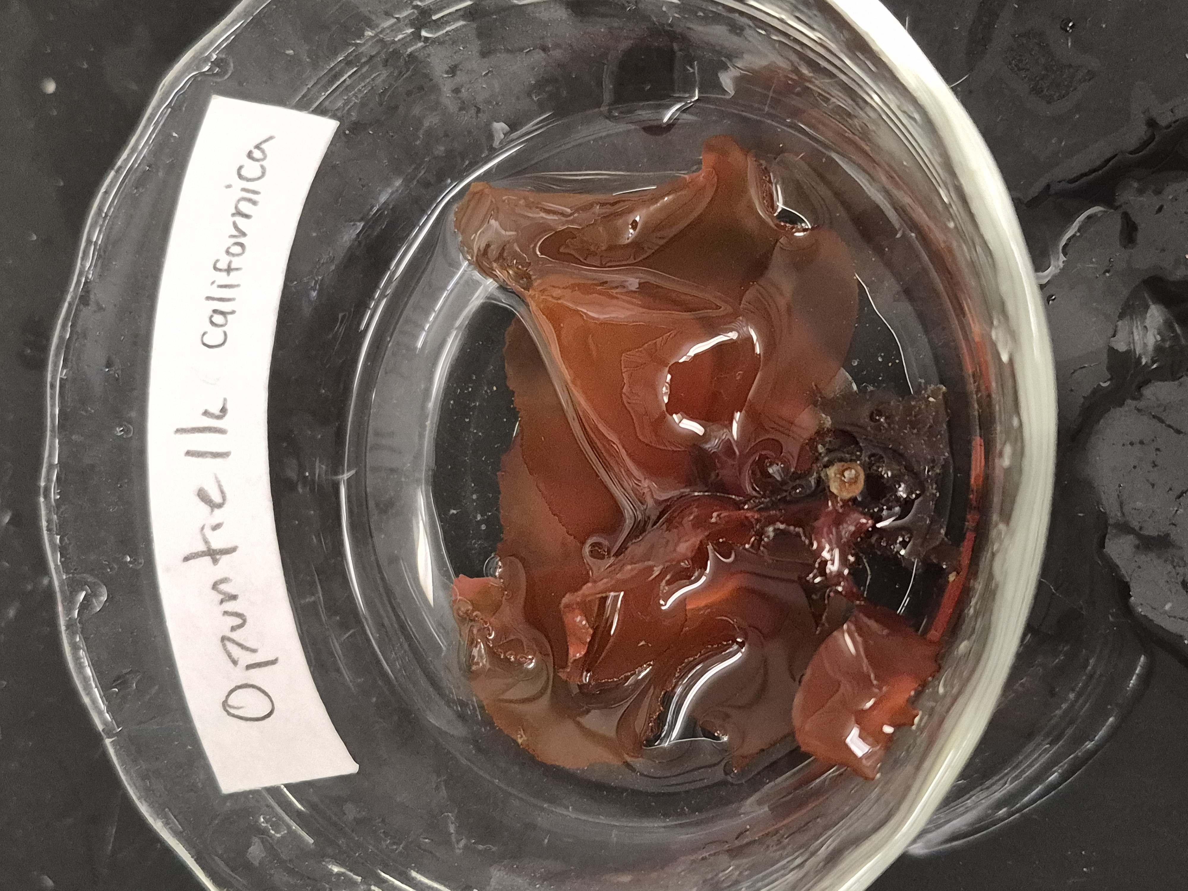 <p>opuntiella </p>