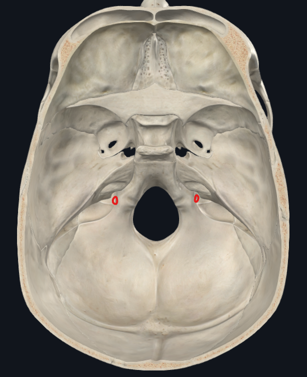<ul><li><p>Fosa craneal posterior</p></li></ul><p></p>