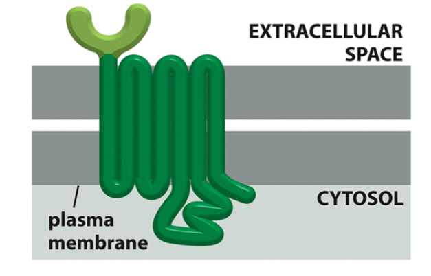 <p>receptor (extracellular domain)</p><p>7 transmembrane domains</p><p>activator of G protein (cytoplasmic domain)</p>