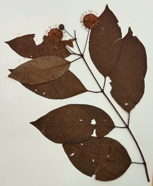 <p>Order + Genus</p>