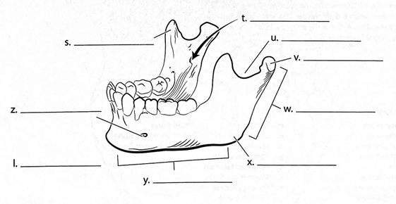 <p>ID → Ramus</p>