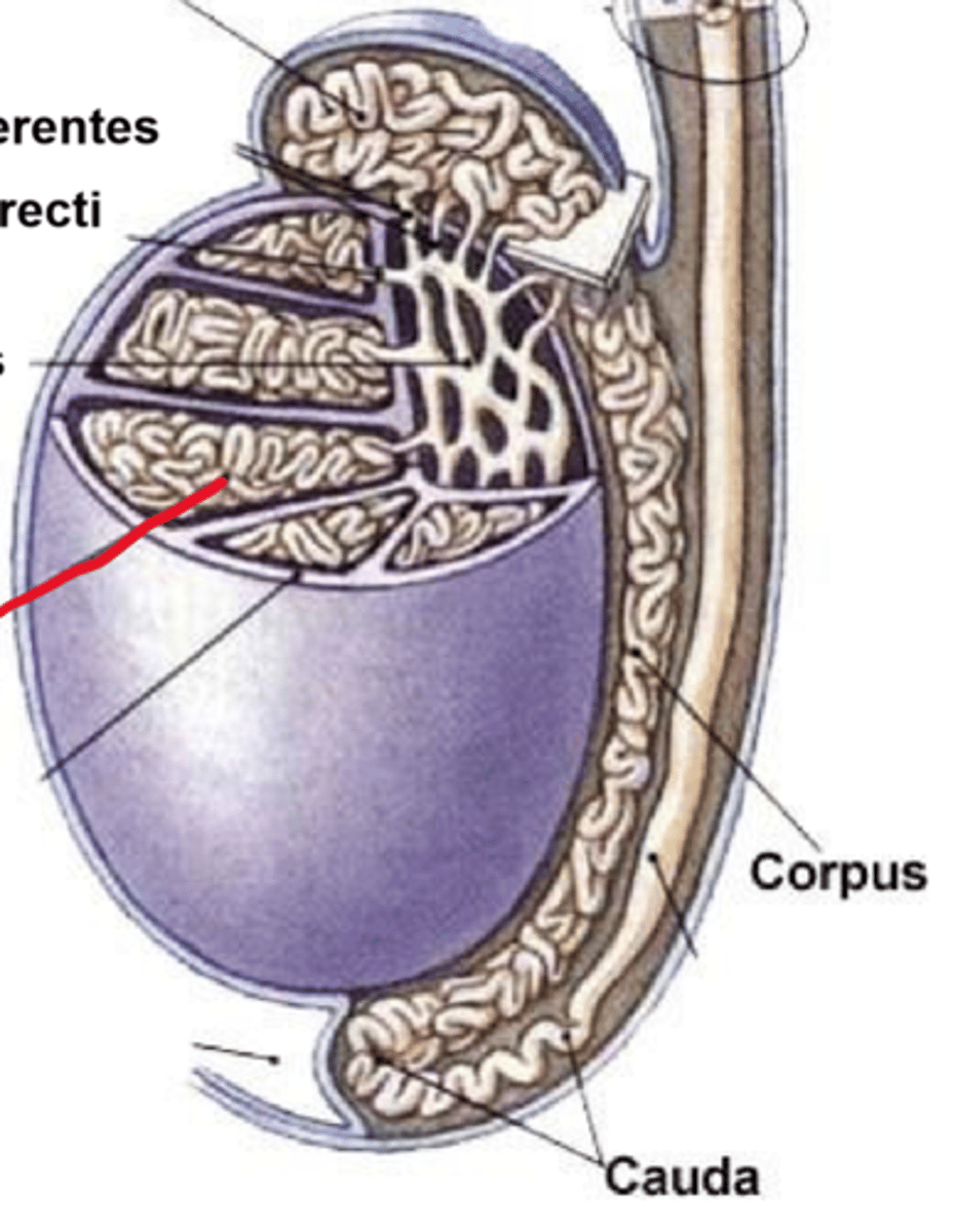 <p>mannelijk geslachtshormoon</p>