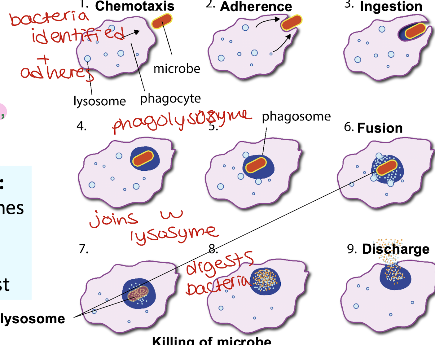 <p>Monocytes, Macrophages and Neutrophils </p><ol><li><p>bacteria is identified and it adheres </p></li><li><p>bacteria is ingested and then lysozyme fuses with the vesicle and forms a phagolysosome </p></li><li><p>bacteria is digested and then discharged </p></li></ol><p></p>