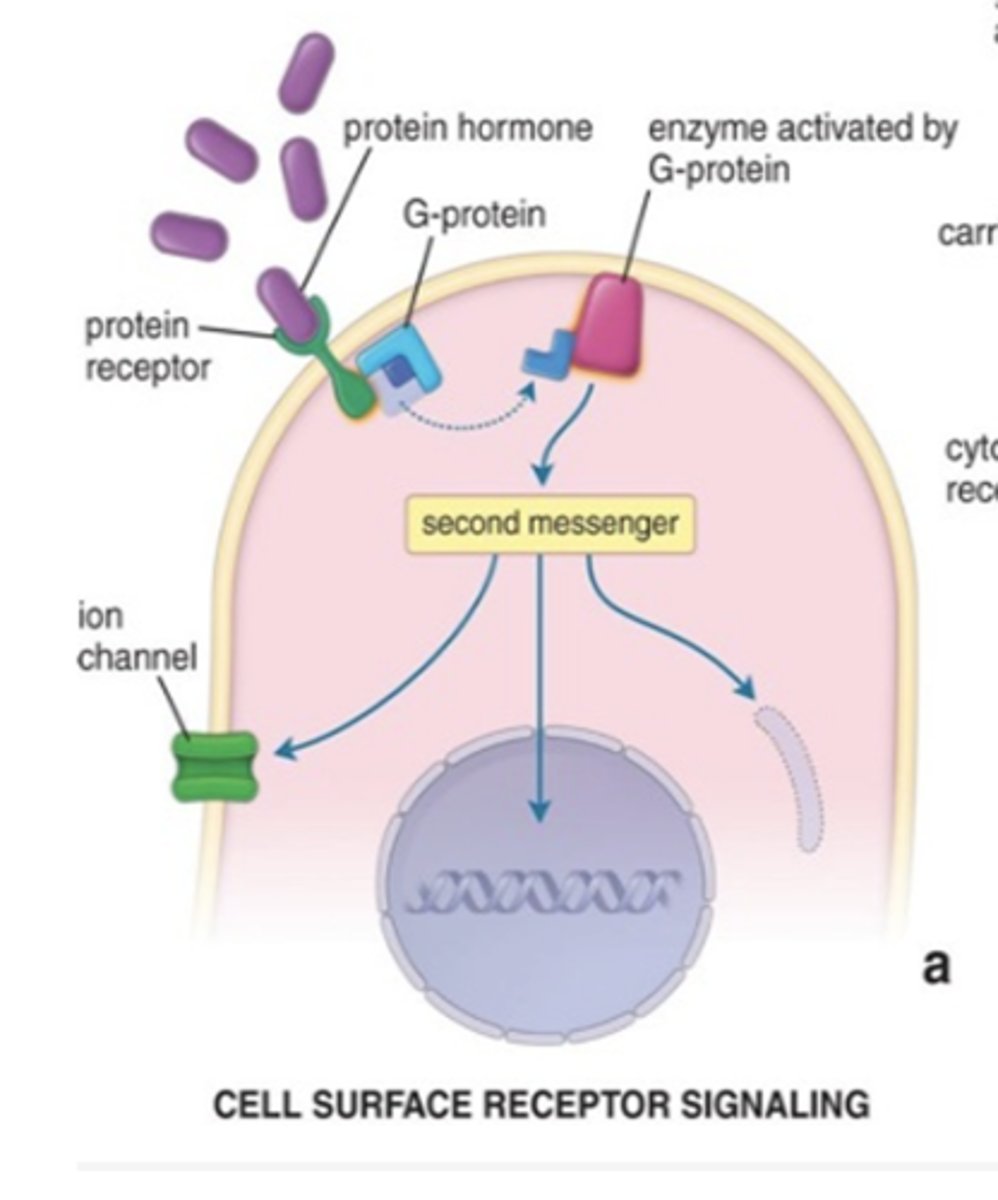 <p>How do hydrophilic hormones act on target cells?</p>