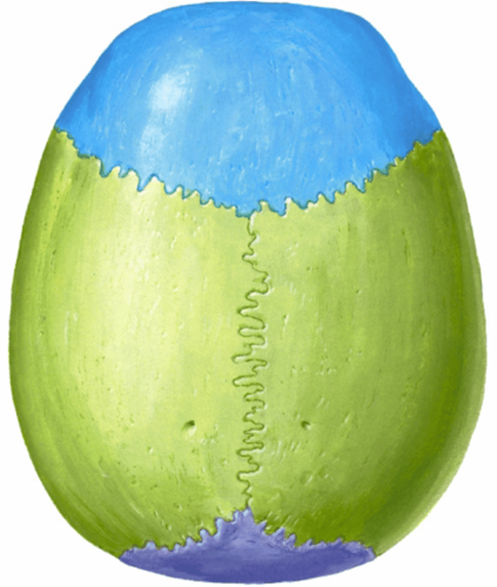 <p>Forms the superior, lateral, and posterior walls of the skull.</p>