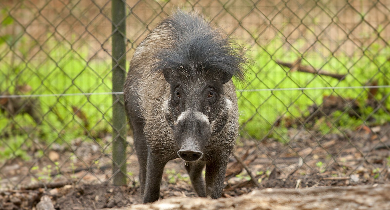 Visayan warty pig