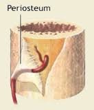 <p>thick, fibrous membrane that covers the outside of a bone; anchors tendons &amp; ligaments; contains blood vessels, nerves, &amp; lymph vessels</p>