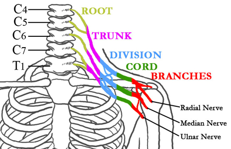 nerves of the brachial plexus