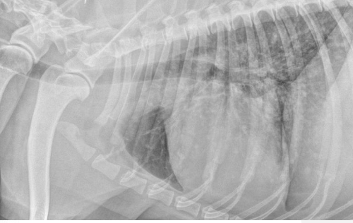 <p>search for mets:</p><p>-described as nodular to interstitial coalescing miliary pattern (ill-defined, fuzzy appearance)</p><p>radiographs: 78% sensitivity for detecting mets (false negative rate decreases w/ 3 views)</p>