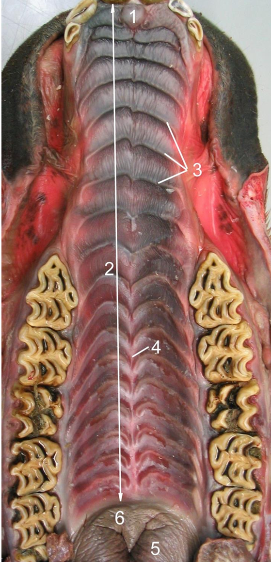 <ul><li><p>Ridge-like structures across the hard palate</p><ul><li><p>Also called <strong>rugal folds</strong></p></li></ul></li></ul><p></p>