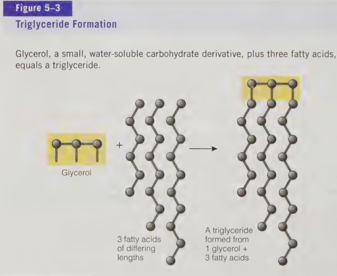 <ul><li><p>most fatty acids are incorporated intro triglycerides, very few are found free in the body or in foods</p></li><li><p>glycerol is an organic compound 3-carbons long </p></li><li><p>each species makes its own characteristic types of triglycerides</p></li><li><p>fats in the diet can affect the type of triglycerides made because dietary fats are incorporated into triglycerides in the body</p></li></ul><p></p>