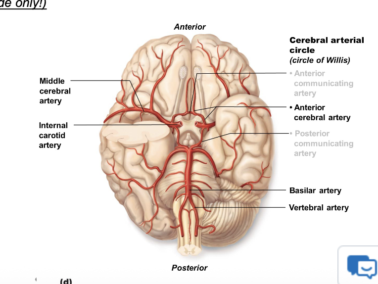 <p>what comes of subclavian?</p>