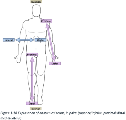 <p>closer to the origin of the body part or the point of attachment of a limb to the body trunk</p>