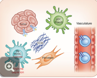 <ul><li><p>cold tumours show lower immune activity compared to hot tumours</p></li><li><p>characteristics:</p><ul><li><p>low numbers of CD8+ TILs</p></li><li><p>low levels of interferon (IFN) genes</p></li><li><p>usually inferior response to treatment (immunotherapy or chemo)</p></li></ul></li></ul><p></p>