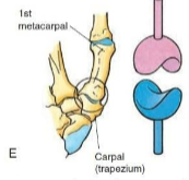 <p>Type of synovial joint. <span><span>Surface of one bone is shaped like a saddle and the other bone fits into the saddle like a rider. Flexion/Extension, Ab/Adduction, and Rotation. Ex. Carpometacarpal joint of the thumb </span></span></p>