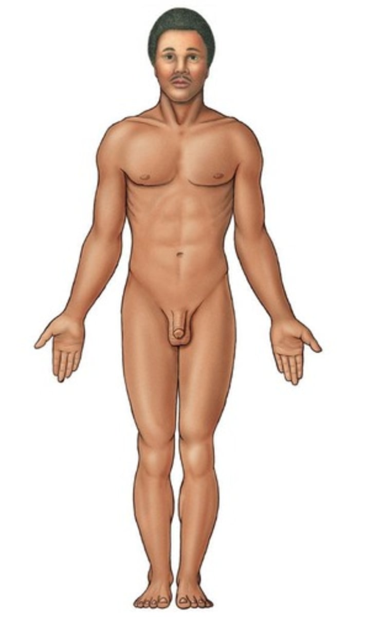 <p>The body is erect, with the head and toes pointing forward, and arms hanging downwards with palms facing forward.</p>
