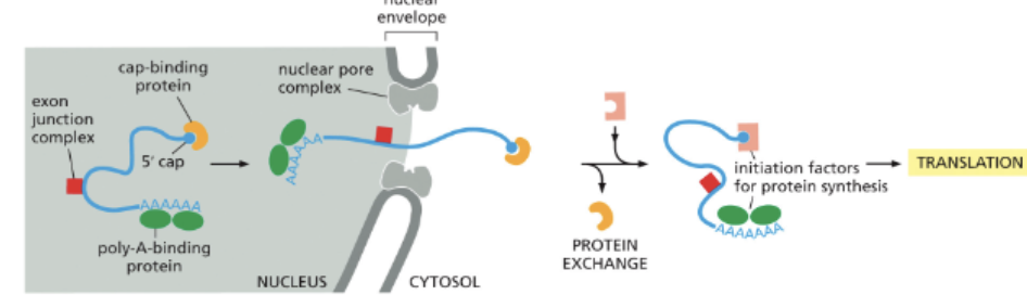 <ul><li><p>MATURE MRNAS</p></li><li><p>ONLY CORRECTLY PROCESSED MRNAS ARE EXPORTED. THESE RNAS ARE BOUND TO: </p><ol><li><p>CAP-BINDING PROTEIN</p></li><li><p>POLY-A-BINDING PROTEIN</p></li><li><p>EXON JUNCTION COMPLEX</p></li></ol></li><li><p>NUCLEAR PORE COMPLEXES CONNECT THE NUCLEOPLASM WITH THE CYTOSOL</p></li><li><p>MRNAS ARE TRANSLATED IN THE CYTOSOL AND EVENTUALLY DEGRADED</p></li><li><p>THE LIFETIME OF A EUKARYOTIC MRNA IS VARIABLE (30 MIN-10 HOURS)</p></li><li><p>THE 3’UTR CONTRIBUTES TO THE STABILITY OF THE MRNA </p></li></ul><p></p>