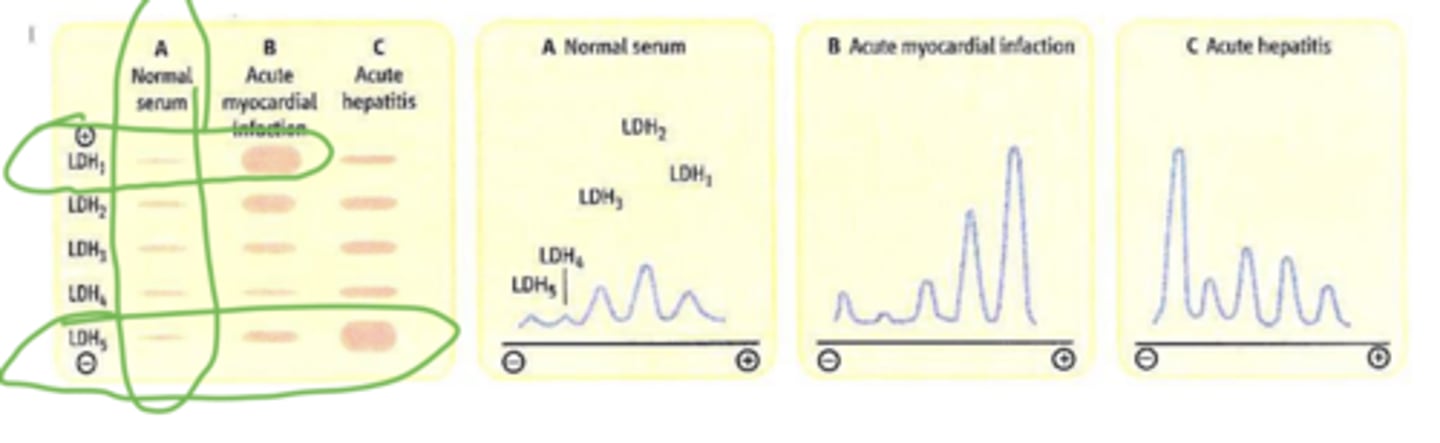 <p>During acute hepatitis</p>