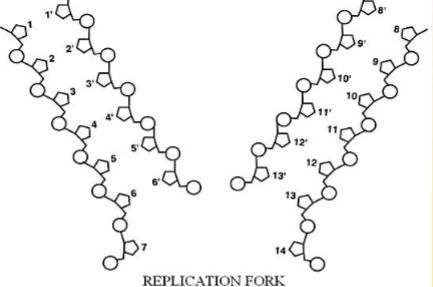 <p>If base 2 is adenine, what is base 9' (remember the complimentary configuration of bases in DNA)?</p>