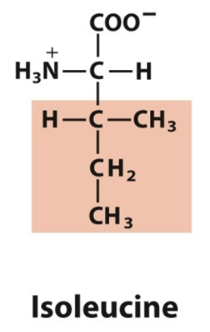 <ul><li><p>Ile, I</p></li><li><p>nonpolar, aliphatic </p></li></ul><p></p>