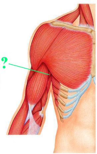 <p><span>Identify the indicated muscle.</span></p>