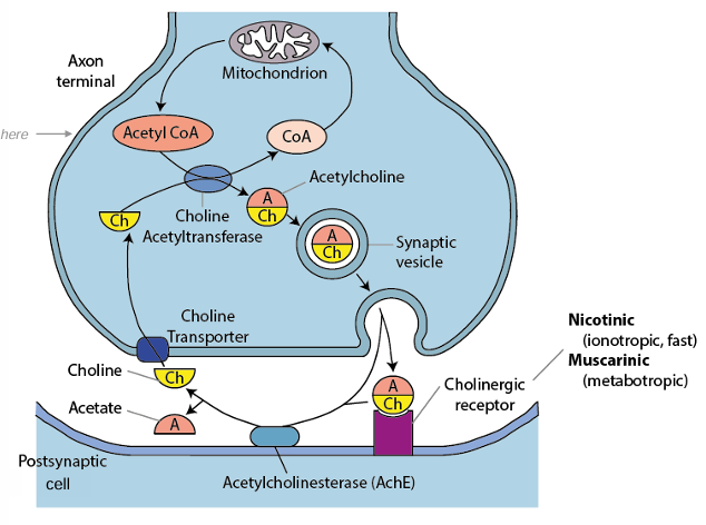 <p>major CNS NT for consciousness (arousal), learning and memory</p><p>In the PNS</p><ul><li><p>regulates all motor transmission at the neuromuscular junction</p></li><li><p>regulates autonomic nervous system</p></li></ul><p>inactivate by acetylcholinesterase (AChE)</p><p>botulinum toxin (Botox) blocks the release of acetylcholine from pre synaptic neurons</p>